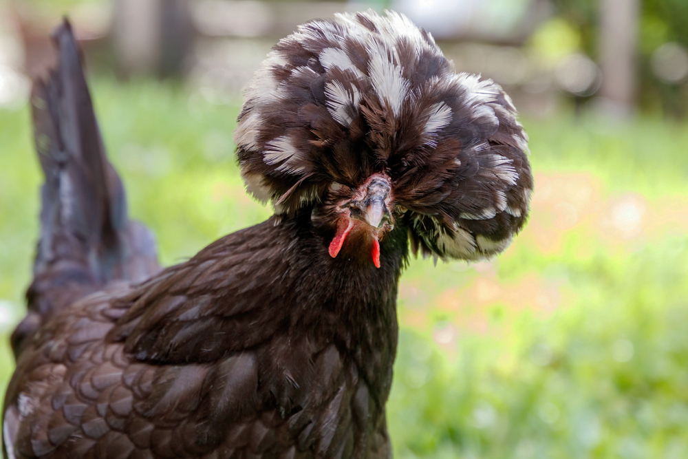 Fertile Hatching Eggs - Crested Polish, Creme Legbar, Crèvecœur Chickens - Image 2