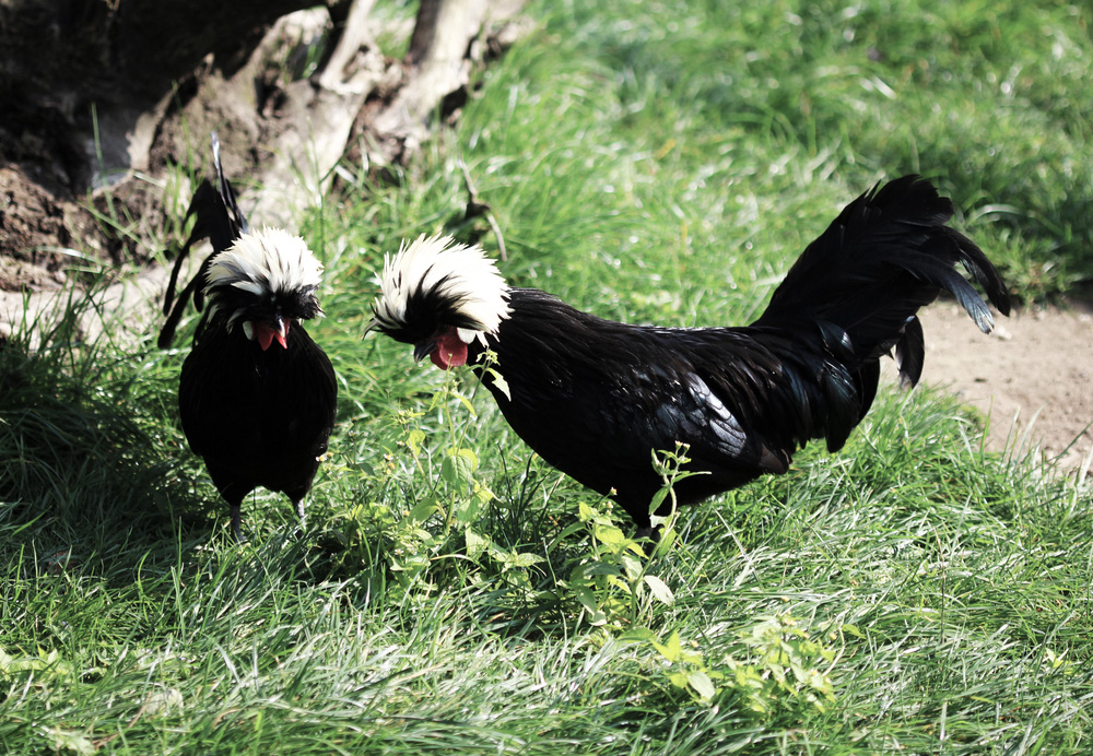 Fertile Hatching Eggs - Crested Polish, Creme Legbar, Crèvecœur Chickens - Image 4