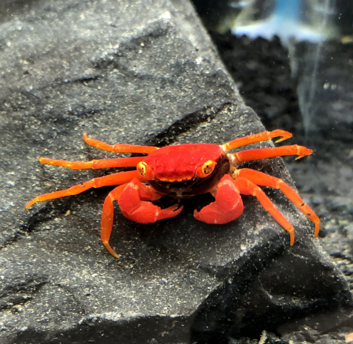Tomato Vampire CrabGeosesarma cf tiomanicus for sale Arizona