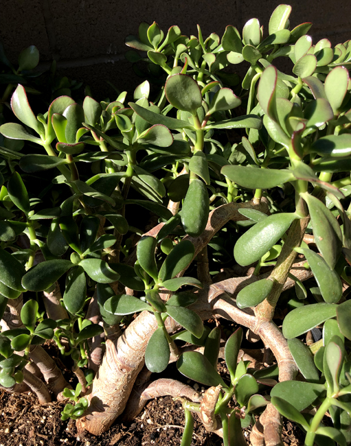 Crassula ovata Jade Money Plant Lucky Plant Succulent