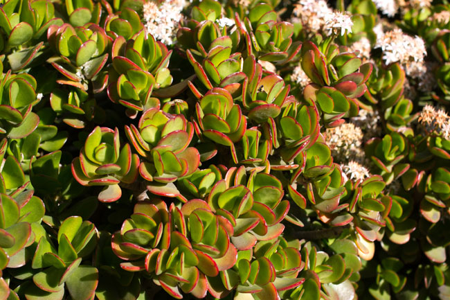 Jade.co Live Jade Plant Crassula Ovata Lucky Plant Money Plant
