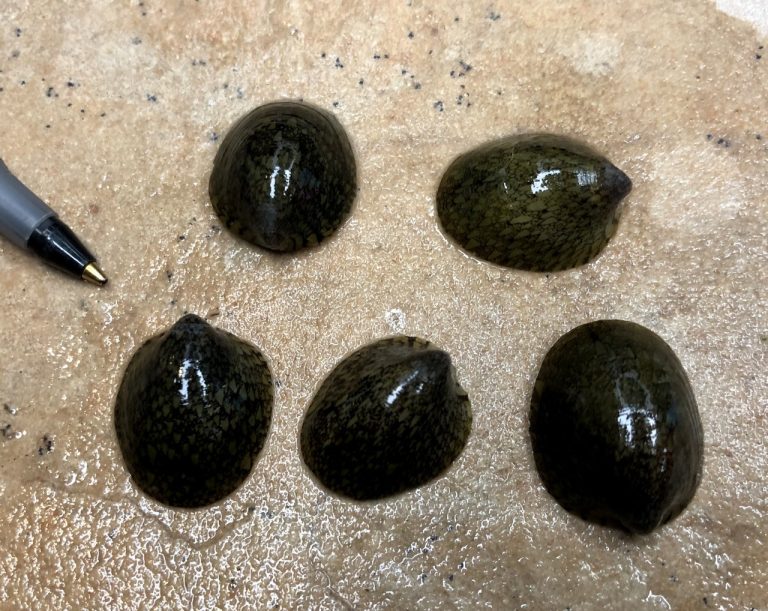 Marbled Limpet Nerite Nerite Snail for sale at