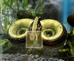 Giant Striped Colombian Ramshorn Snail For Sale AzGardens.com