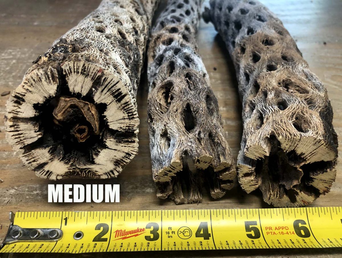 Dried Cholla Cactus Wood for sale AzGardens