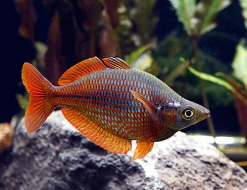 Freshwater Aquarium Fish for Sale Online