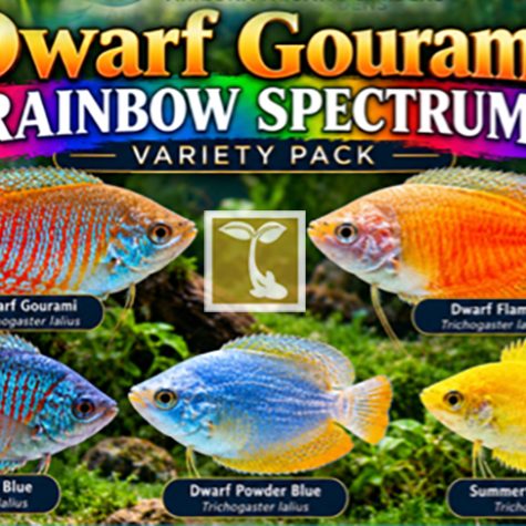 Gourami - Dwarf Gourami Rainbow Spectrum Variety Pack