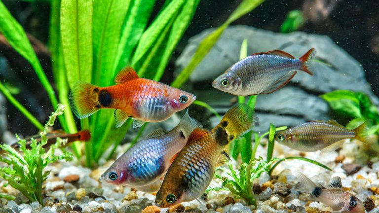 Aquarium Fish & Plant Collection Easy Care/Easy Order!!!