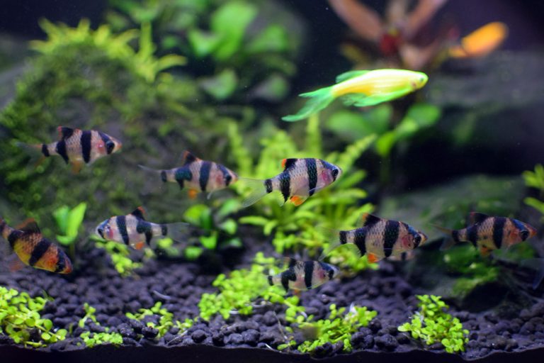 Aquarium Fish & Plant Collection Easy Care/Easy Order!!!