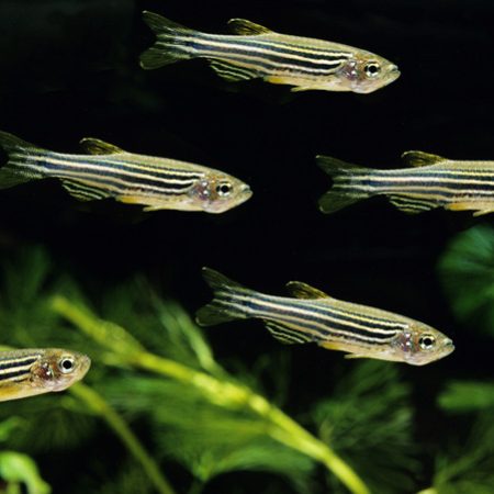 Danios Aquarium Fish