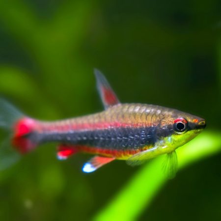 Pencilfish Aquarium Fish