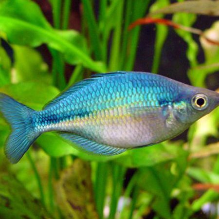 Rainbowfish Aquarium Fish