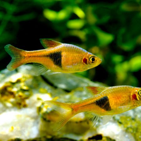 Rasboras Aquarium Fish