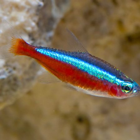 Tetra Aquarium Fish