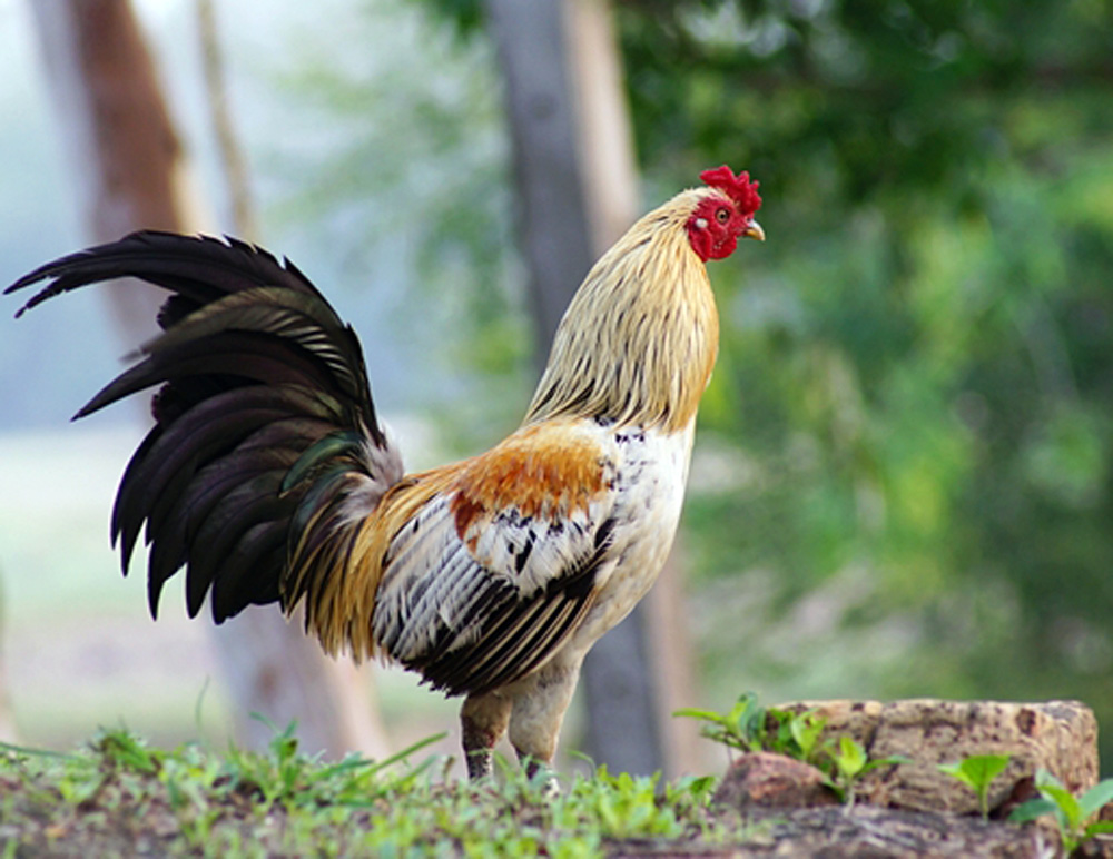 Fertile Hatching Eggs - Red Junglefowl Hatching Eggs - Image 2