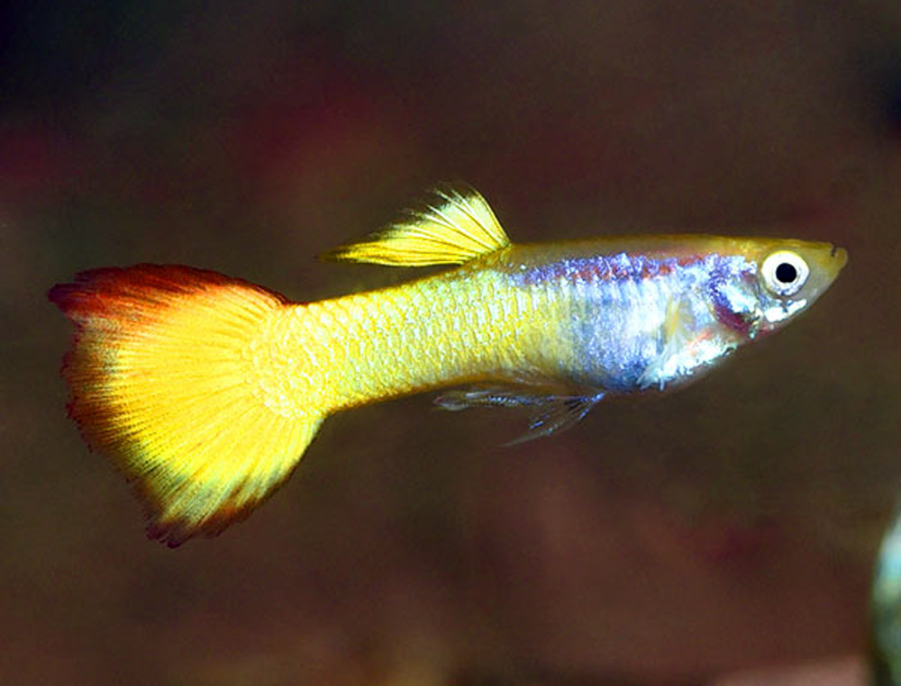 Buy Sunset Fancy Guppy Male Freshwater AzGardens Buy Sunset Fancy Guppy Male Freshwater AzGardens