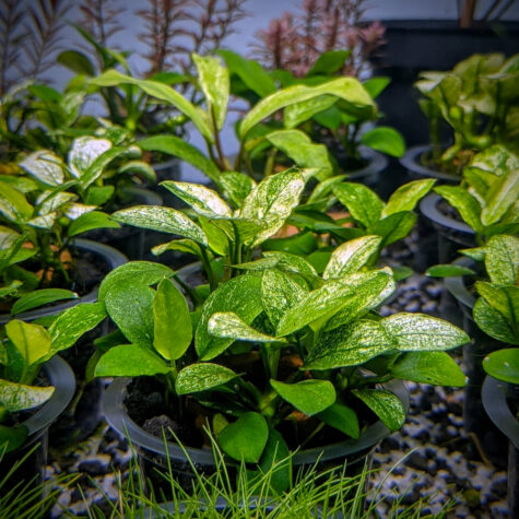 Anubias Aquarium Plants