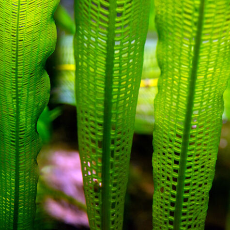 Aponogeton Aquarium Plants