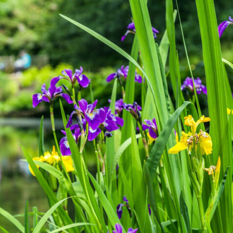 Pond Plants