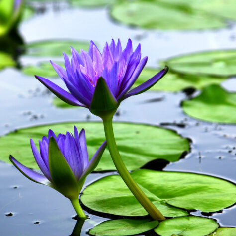 Pond Water Lilies & Lotus