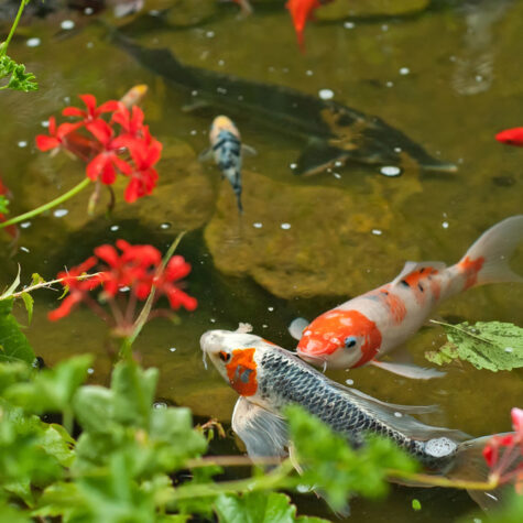 Koi & Other Pond Fish