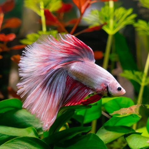 Labyrinth Fish - Betta, Gourami, Badis, Paradise Fish