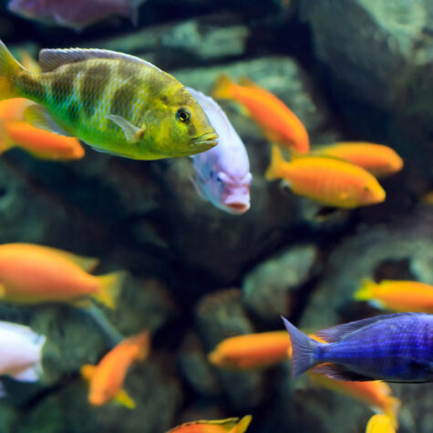 Freshwater Aquarium Cichlids