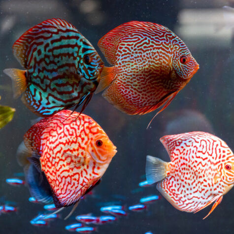 Freshwater Discus