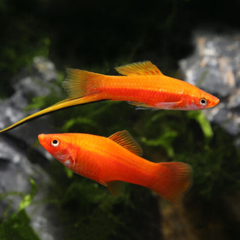 Livebearers Fish