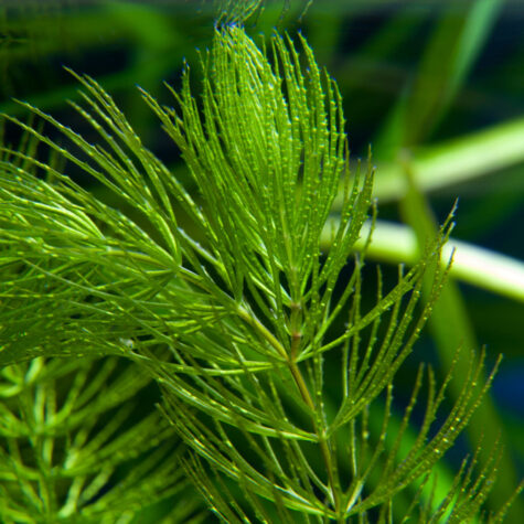 Oxygenating Pond Plants