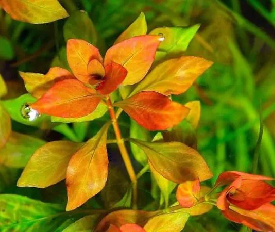 Ludwigia Atlantis or Orange Ludwigia Aquatic Plant AzGardens.com