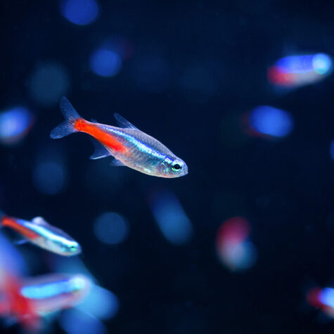 Freshwater Schooling Fish