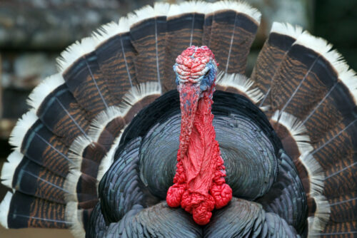 Fertile Hatching Eggs - Standard Bronze Heritage Turkeys