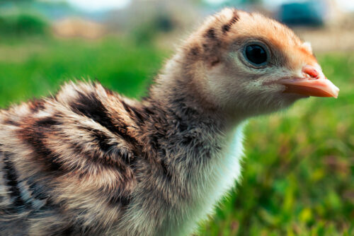 Fertile Hatching Eggs - Standard Bronze Heritage Turkeys - Image 4