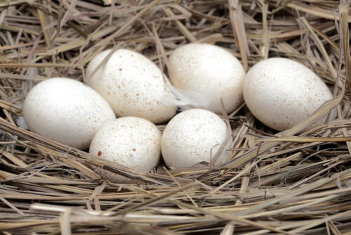 Fertile Hatching Eggs - Standard Bronze Heritage Turkeys - Image 3