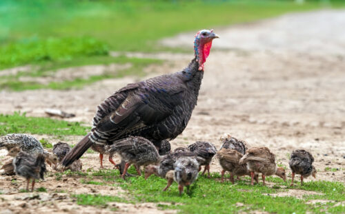 Fertile Hatching Eggs - Standard Bronze Heritage Turkeys - Image 5