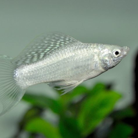 Molly - Silver Molly Live-bearer