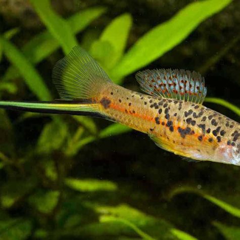 Swordtail - Green Swordtail Live-bearer Aquarium Fish