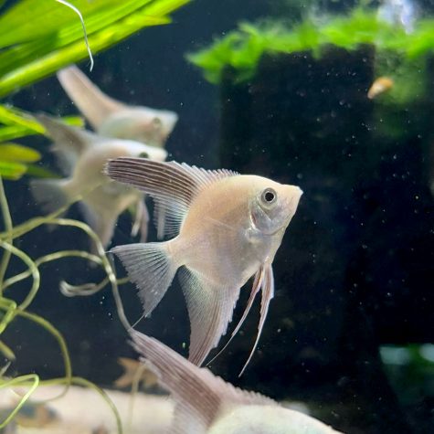 Freshwater Angelfish - Pterophyllum Scalare Bulgarian Green Seal Point