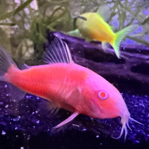 GloFish® Corydoras Moonrise Pink
