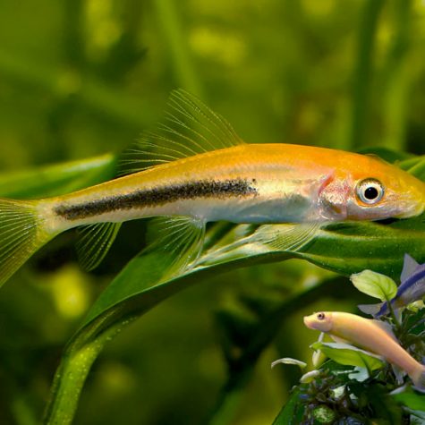 Algae Eater - MGAE - Marbled Golden Chinese Algae Eater