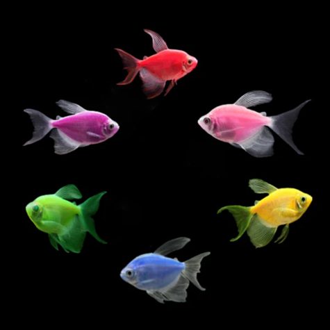 GloFish® LongFin GloTetra Freshwater Aquarium Fish Choose Asstd Colors 3-pack