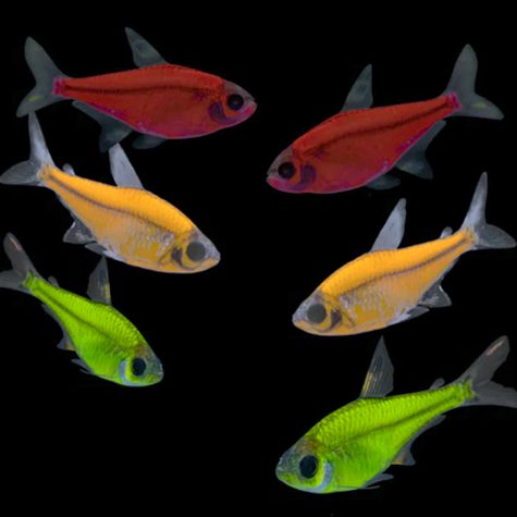 GloFish® Pristella GloTetra Freshwater Aquarium Fish Choose Assorted Colors