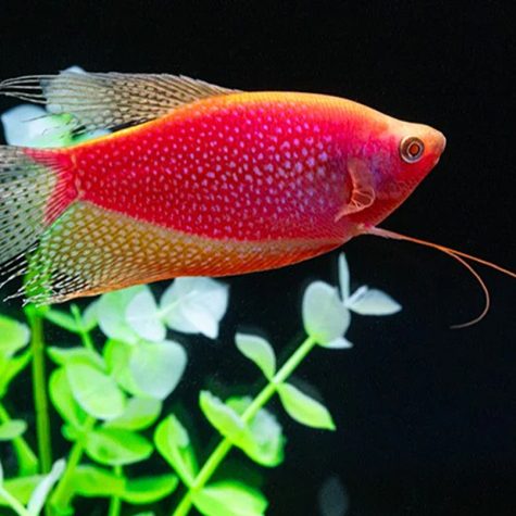 Gourami - Starfire Red® Gourami, the Newest GloFish®