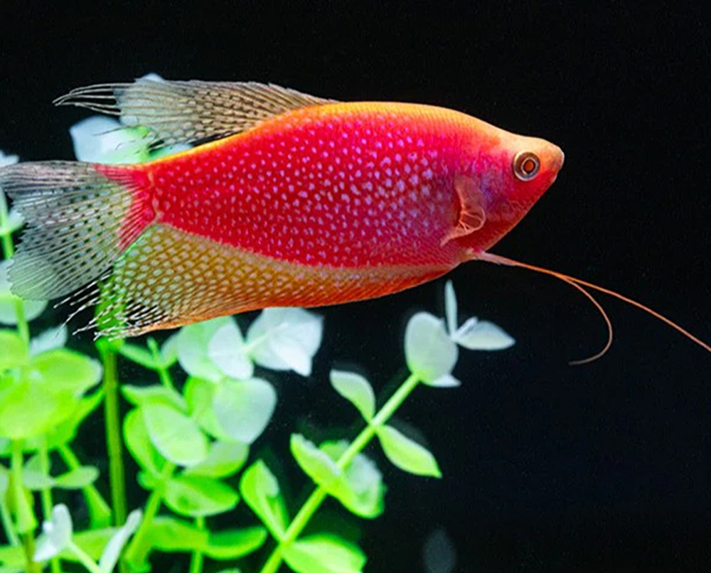 Gourami - Starfire Red® Gourami, the Newest GloFish®