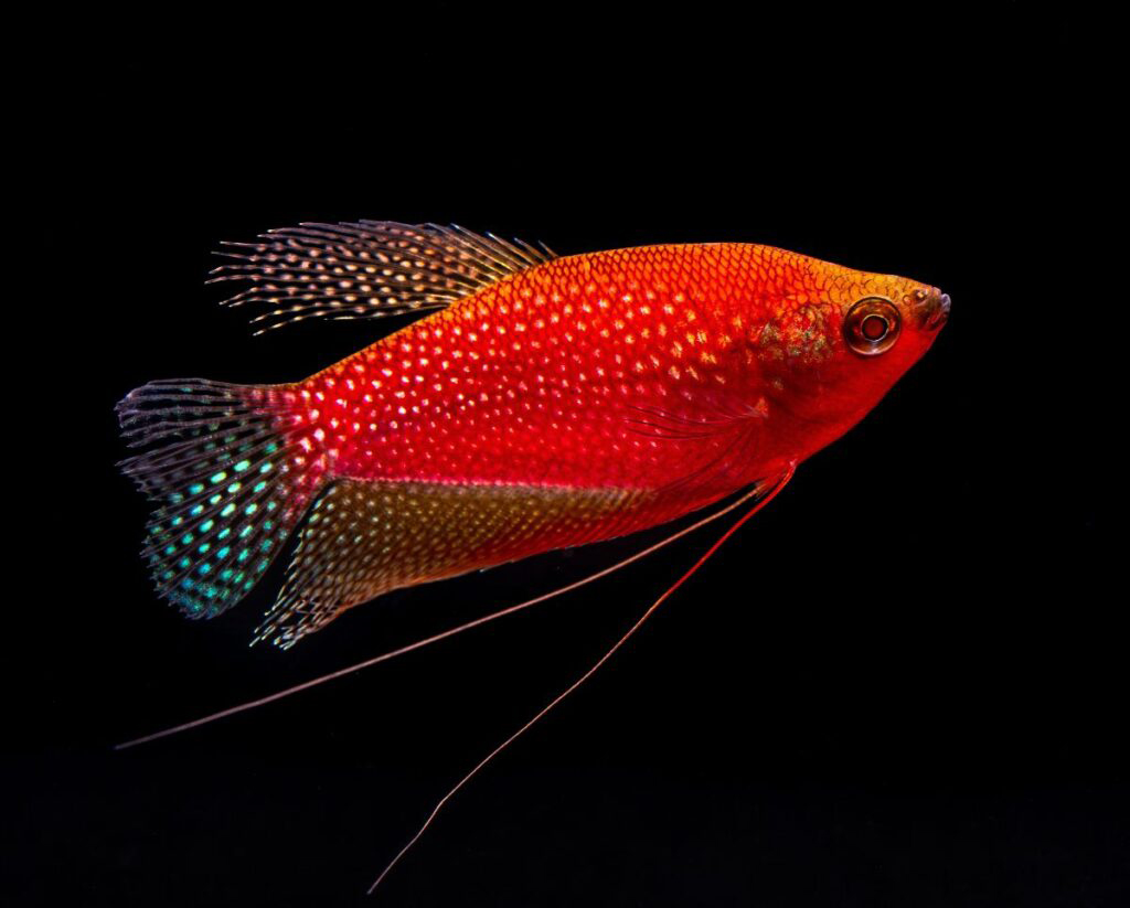 Gourami - Starfire Red® Gourami, the Newest GloFish® - Image 2