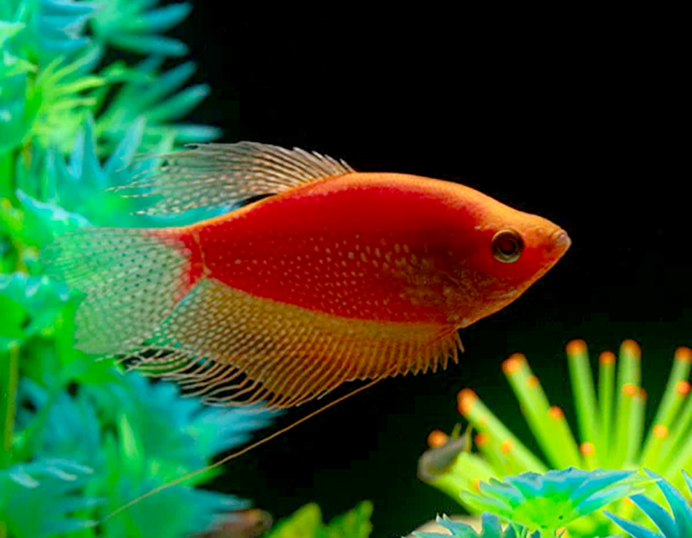 Gourami - Starfire Red® Gourami, the Newest GloFish® - Image 3