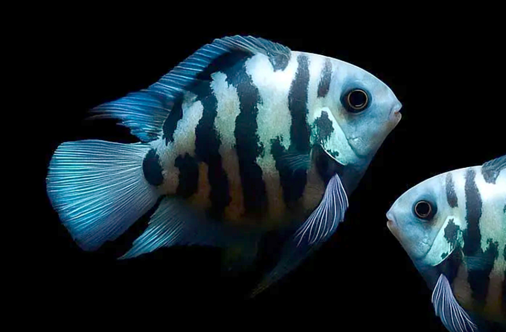 blue polar parrot fish Tiger Cichlid 2-3" The blue polar parrot fish