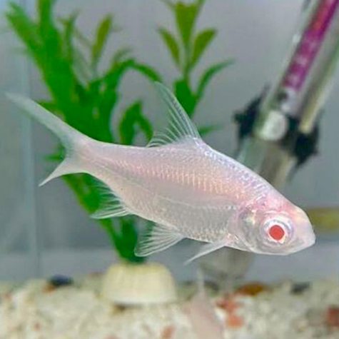 Barb Fish - Tinfoil Barb Albino Tropical Fish