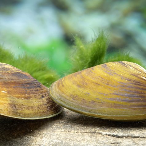 Clams - Golden Batissa Freshwater Filter Feeder Clam