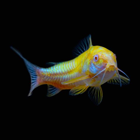 GloFish® Corydoras Sunburst Orange
